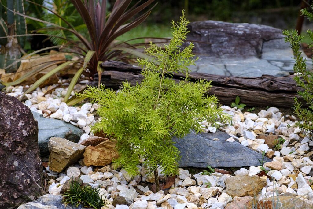 シンボルプランツに最適! アガベ☆ オバティフォリア ドライ