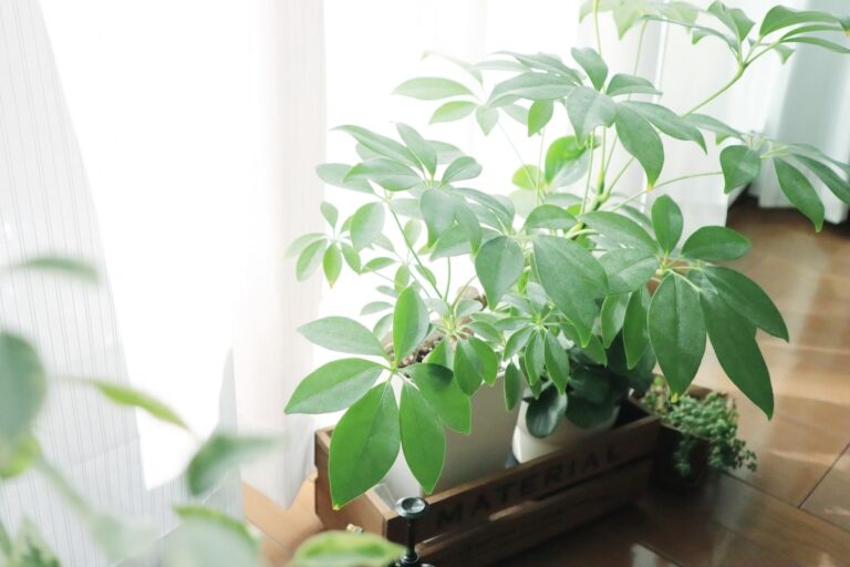 人口観葉植物なら光触媒がおすすめ お手入れ簡単 消臭効果も カフェライフマガジン